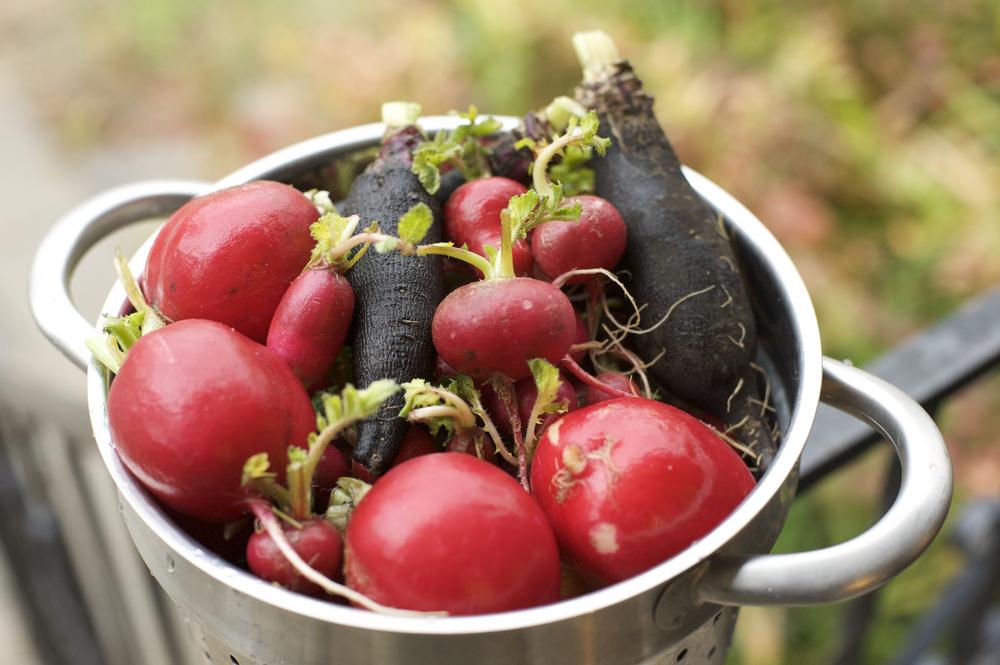 Five reasons radish is great for detoxing the liver