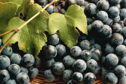 Five health benefits of concord grapes