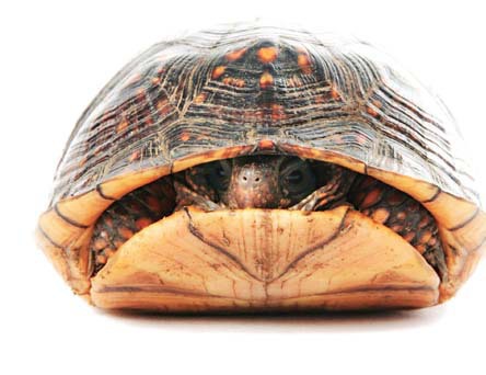 Turtle in Shell