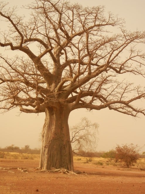baobab tree, Mali, West Africa