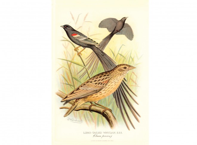 Bird art print, Long-tailed Whydah print