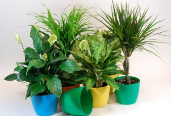Plants in blue green and yellow pots