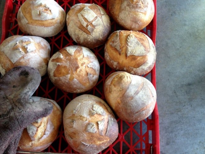 Sourdough loaves
