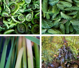 How to forage for food: Eight delicacies found in PEI