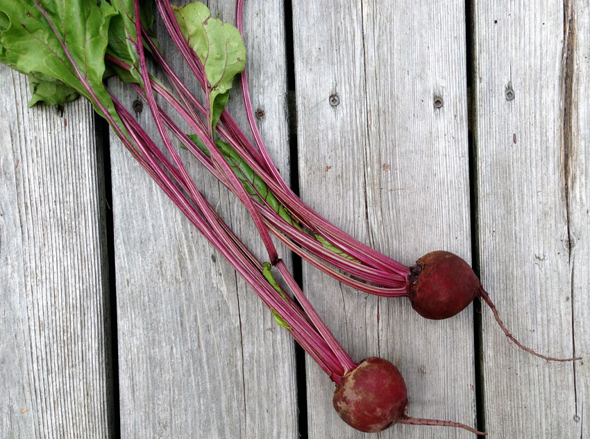 Buy locally-grown beets from Canada's bounty