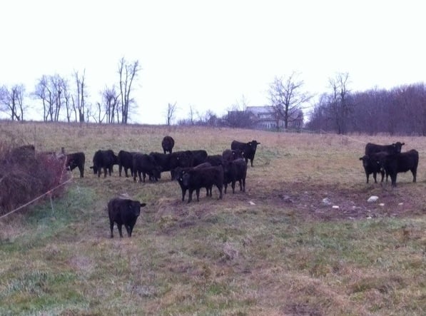grandview cattle