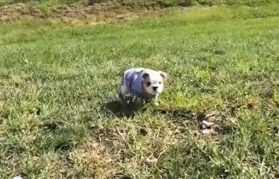 English bulldog rolls down hill Sophie