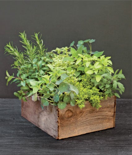 Thyme-mint-rosemary-herb-container-garden
