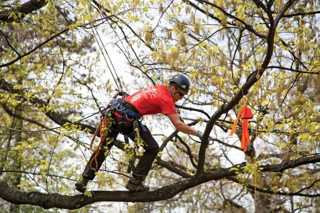 Arborist Krista Strating climbing tree