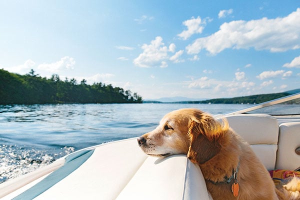 dog on a boat in cottage country on water