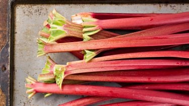 Picture of trimmed rhubarb on a sheet pan for FAQ on the spring vegetable