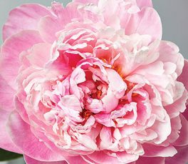 Got peony envy? Here’s how to get them next year