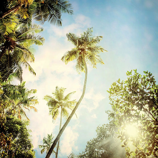 Nature background in vintage style. palm trees with coconuts Instagram style