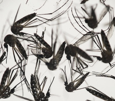 Canada confirms its first case of sexually transmitted Zika virus