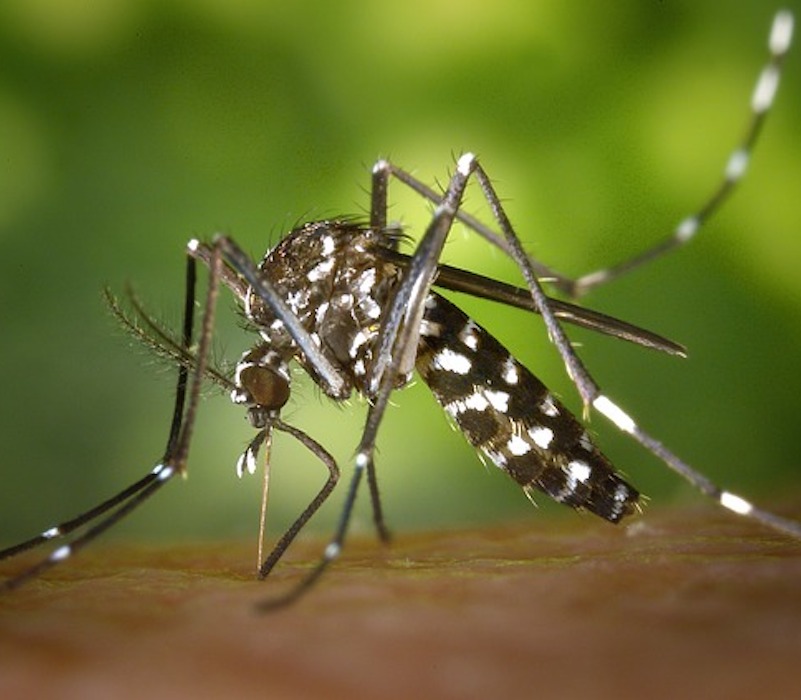 Mosquitoes have begun spreading Zika in the U.S.