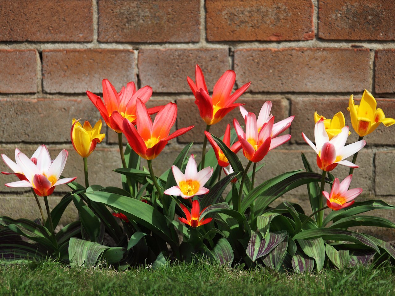 Plant your bulbs in the fall so they blossom in the spring.