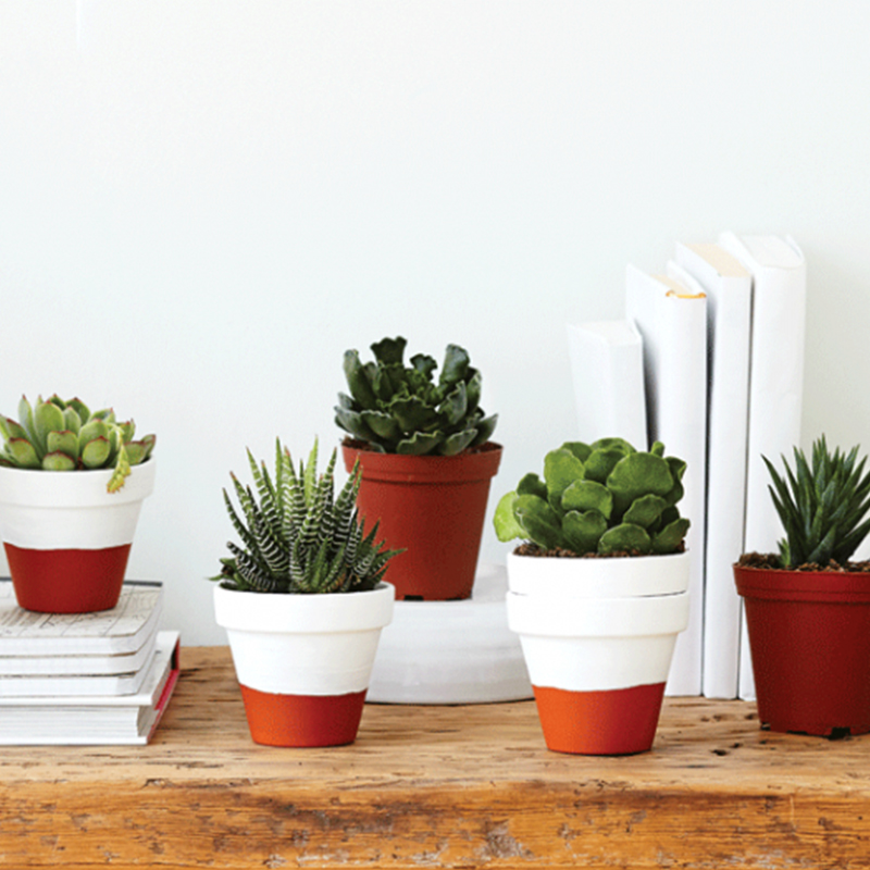 how to care for succulents