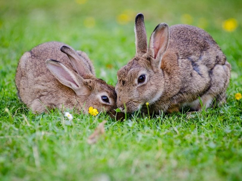 sex-two bunnies nibble grass in a green field