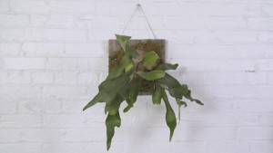 How to mount and hang a staghorn fern