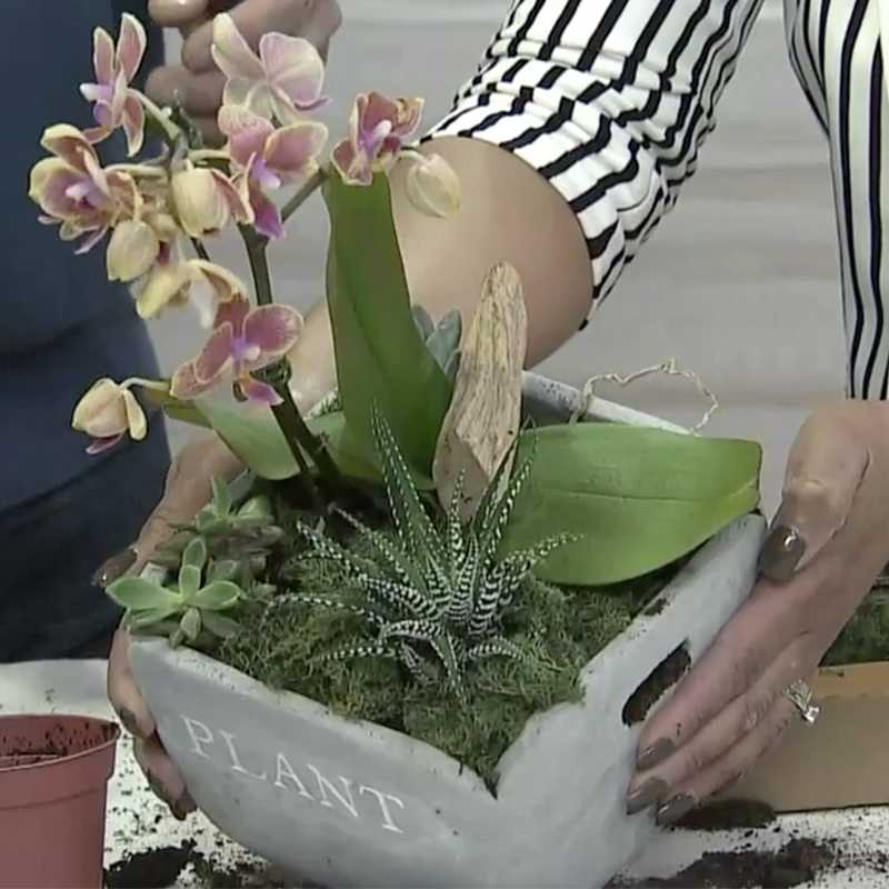 Orchid care dormant orchid planter style and make