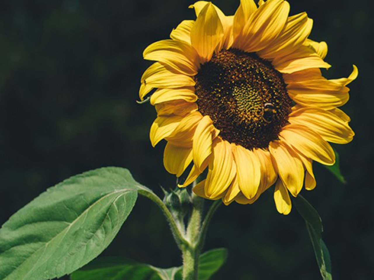 Sunflowers-pexel-photo-660x660
