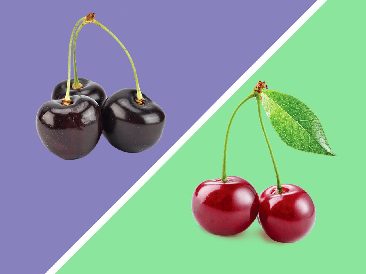 difference between sweet and sour cherries