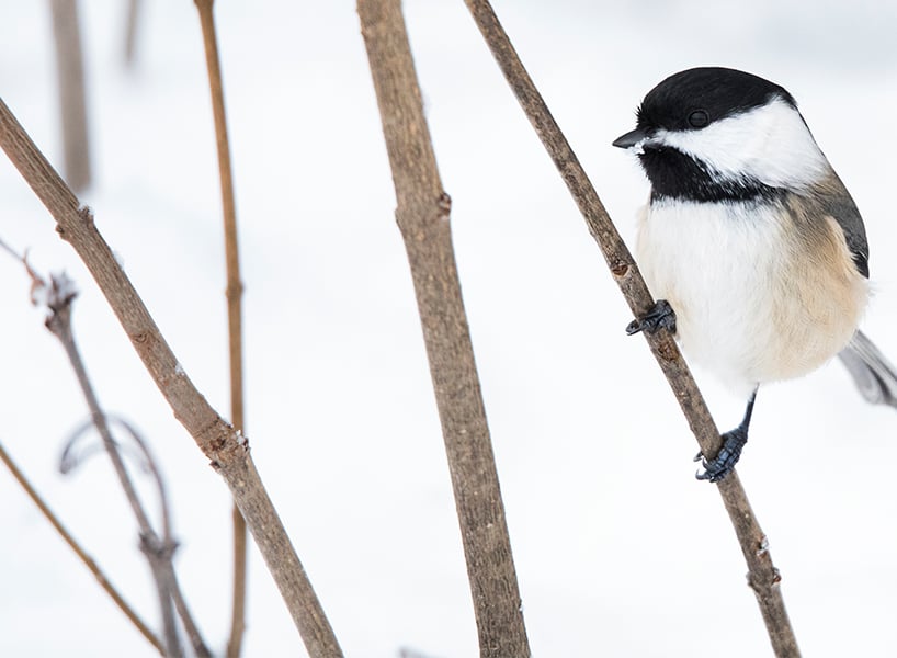 best outdoor winter activities- a small sparrow sits on a twig on a snowy background
