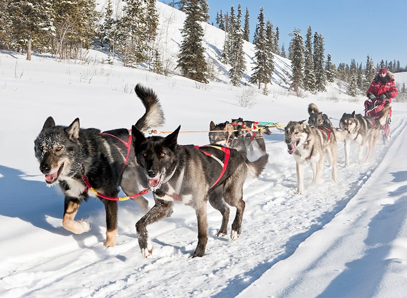 Enjoy the Cold with the Best Outdoor Winter Activities Across Canada