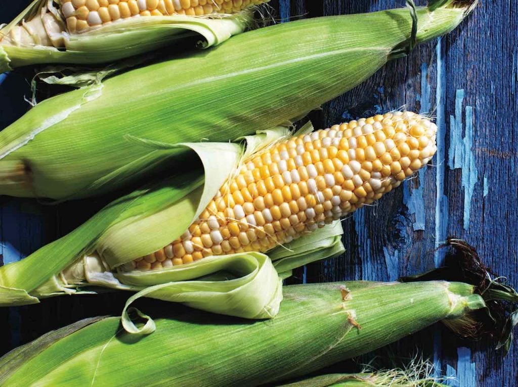 Cobs of fresh corn in husks