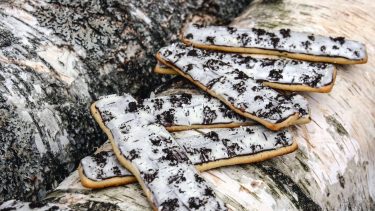 Birch Bark Cookies: Cookies decorated like birch bark on birch tree