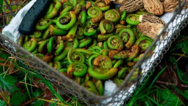 Fiddleheads and morrels in a basket.