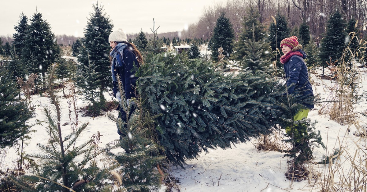 How To Care For And Make A Christmas Tree Last Longer ...
