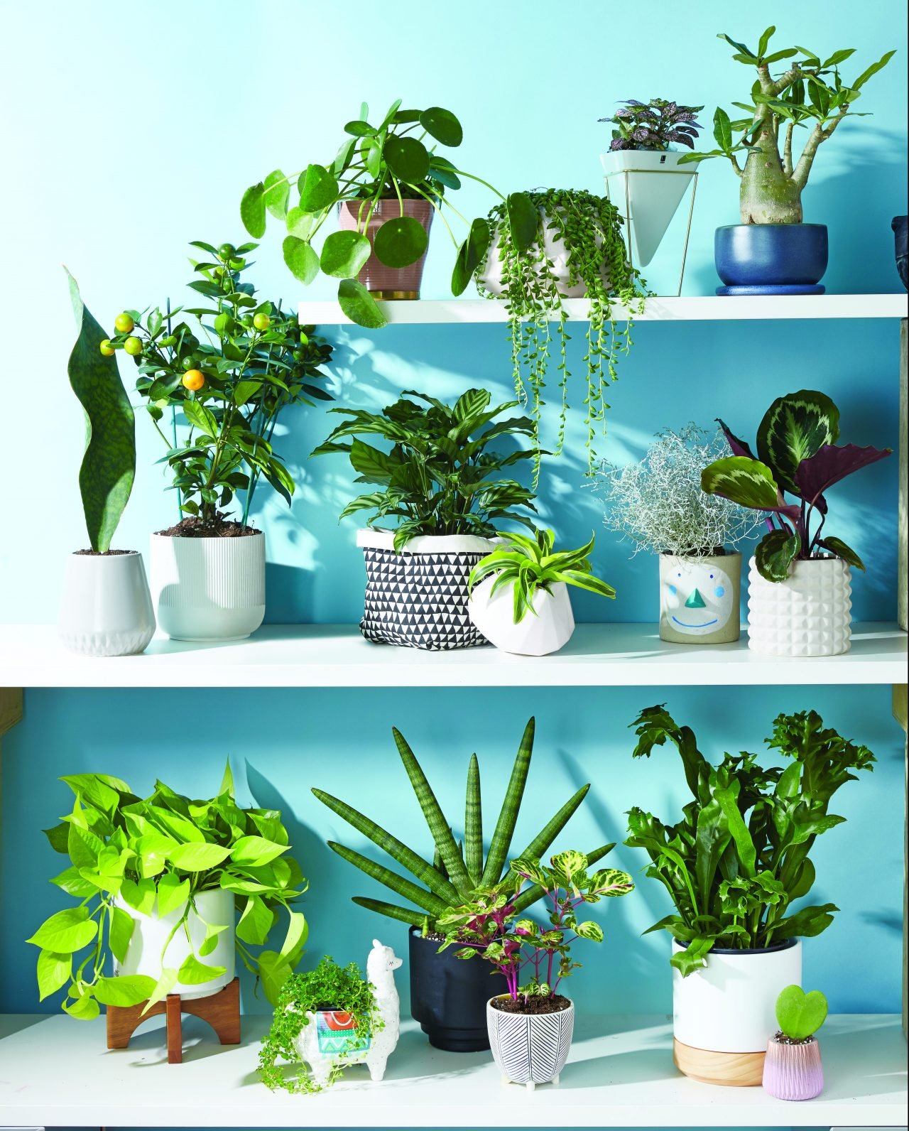 20 Indoor Plants That Are Easy To Care For | Chatelaine