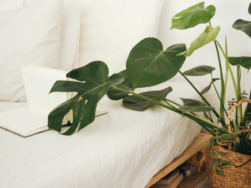 keep houseplants alive-feature image shoes a leafy palm plant draped over a white bed