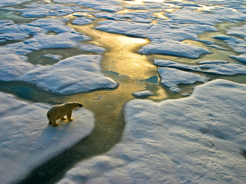 Polar bear stands on ice close to glittering water — Canadas changing climate report 2019