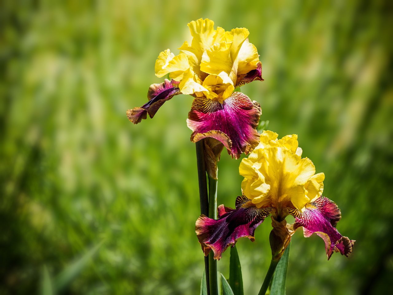 Blooming iris in the garden, with shallow depth of field and blurred background.
