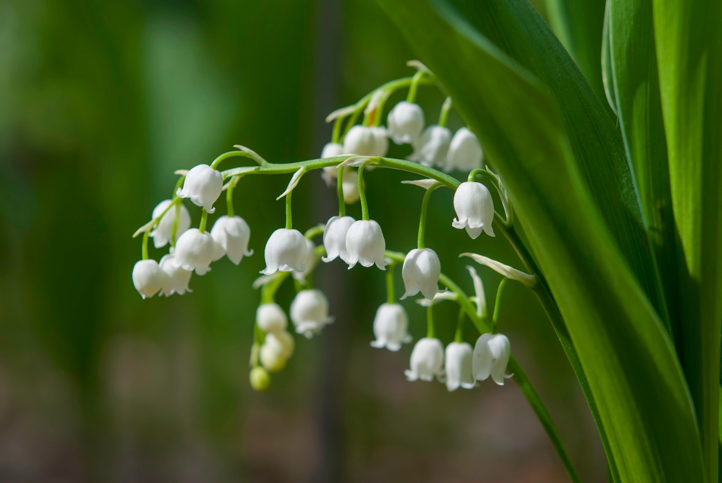 White Lily of the valley hanging from a green leafy plant.