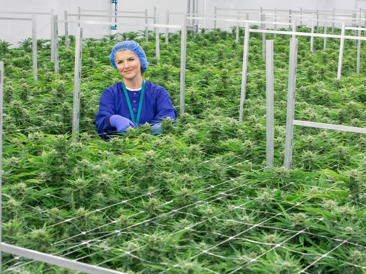A woman wearing blue scrubs and hair net stands pruning a cannabis plant in a large greenhouse