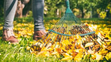 Gardener woman raking up autumn leaves in garden. Woman standing with rake.