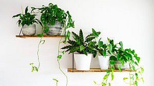 Plants in white pots on shelves against a white wall