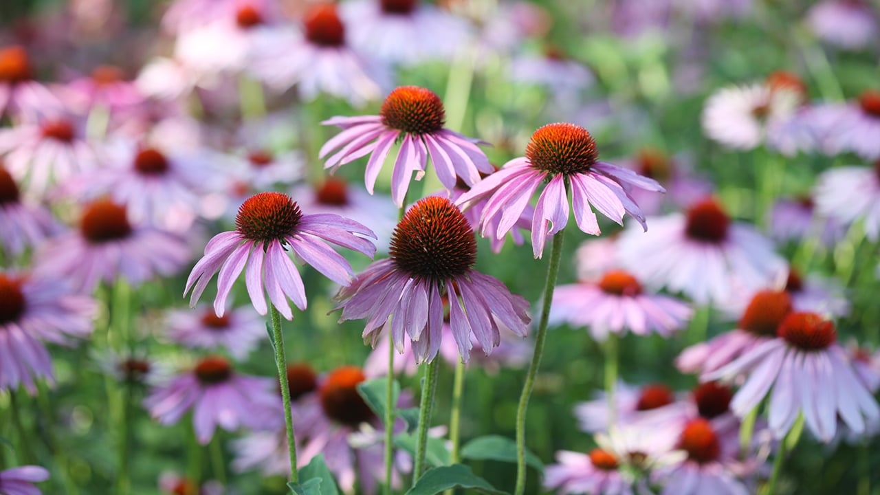 10 of the best perennials to plant in canada | chatelaine