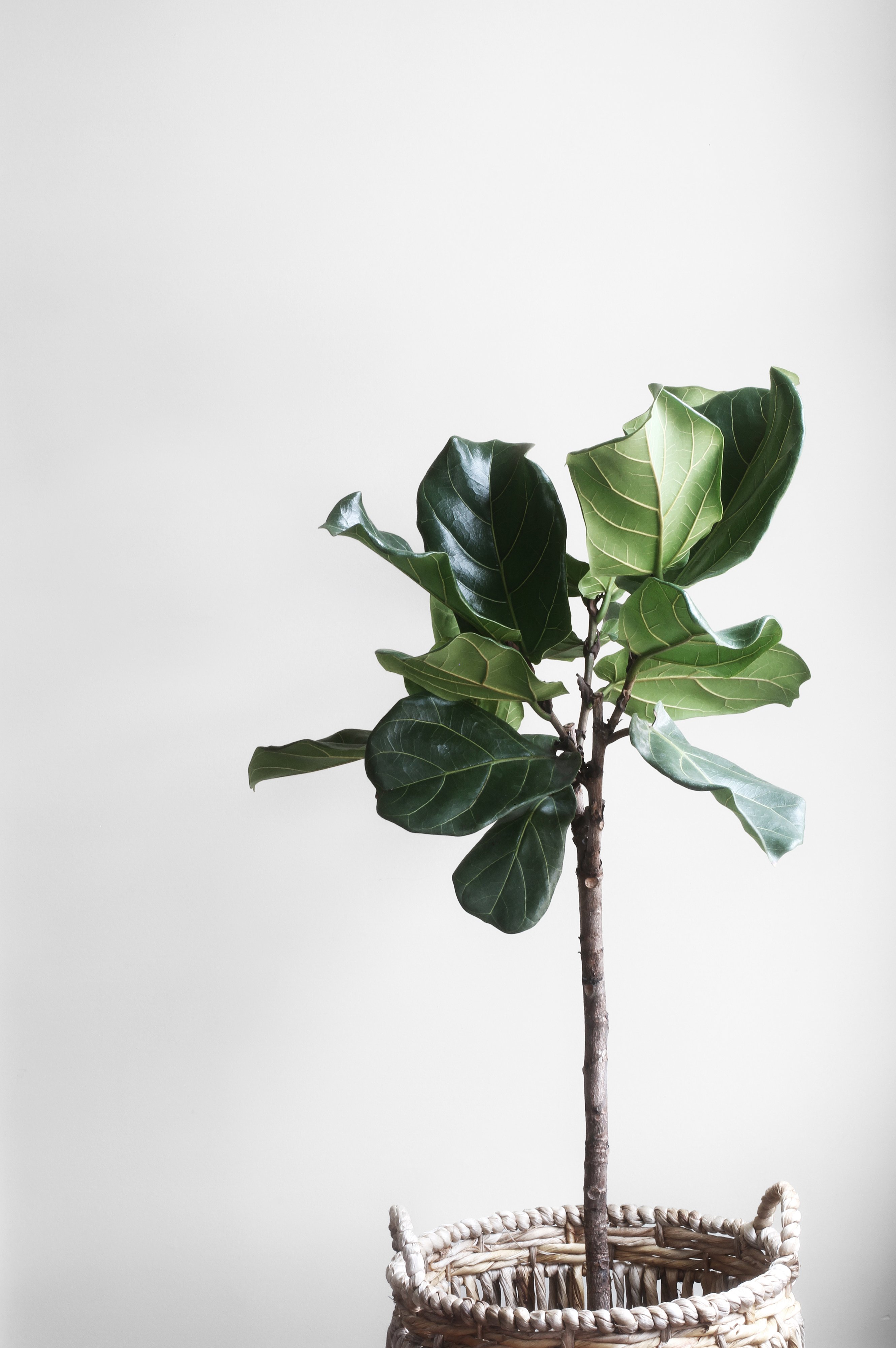 how to care for a fiddle-leaf fig plant | chatelaine