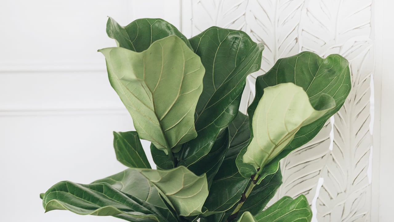 How To Care For A Fiddle-Leaf Fig Plant | Chatelaine