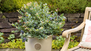 A shrub in a white pot beside a bench for a feature on garden alternatives to lawn grass