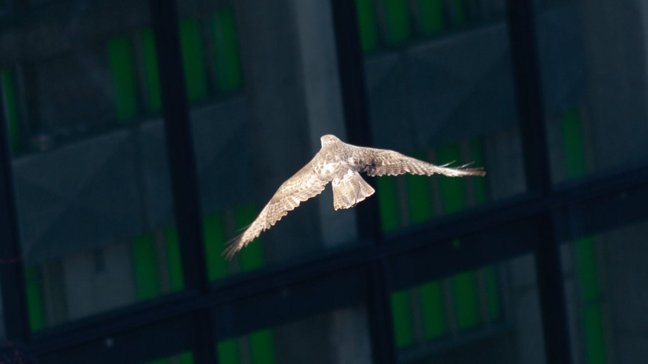 A bird of prey photographed from a downtown Toronto condo