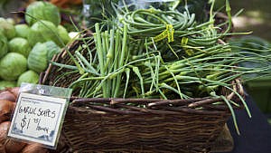 fresh garlic scapes at the farmer's market