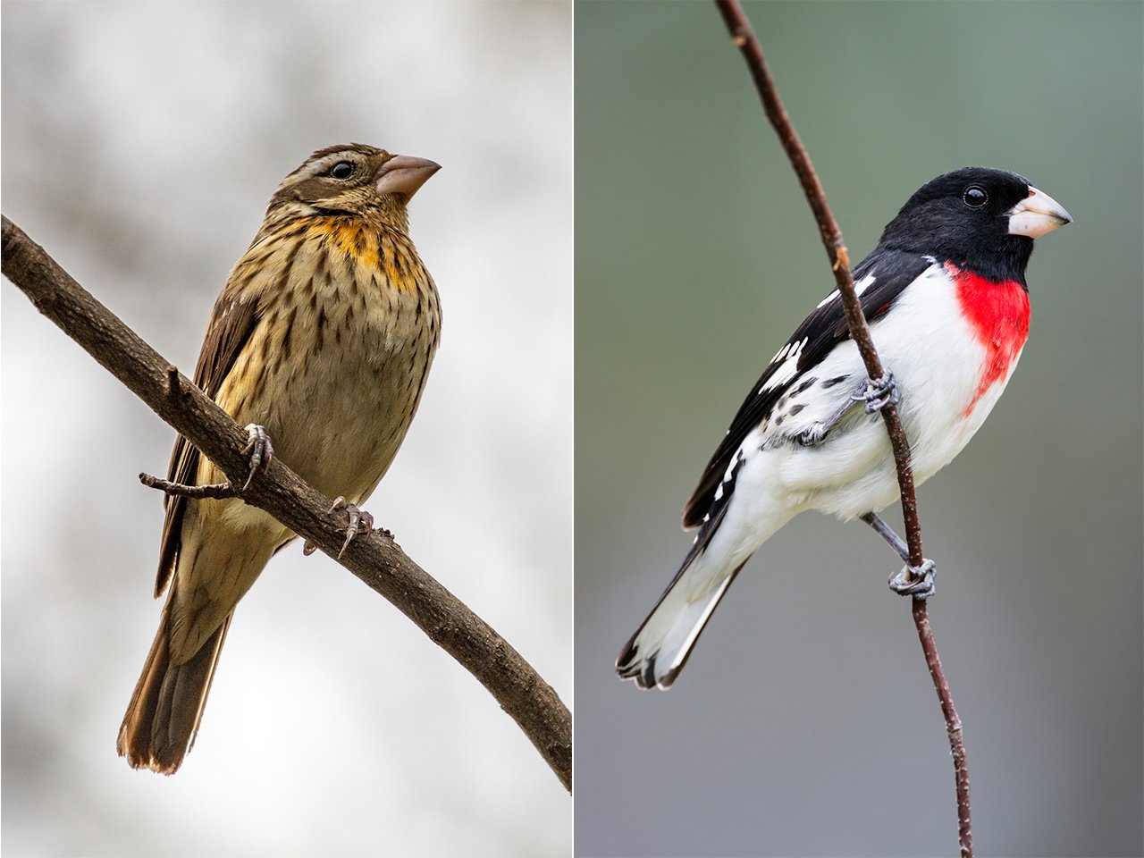 Left, a female Rose-breasted Grosbeak; right, a male. It's a bird common in most of Canada.
