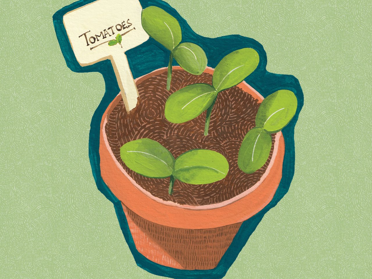 An illustration of a tomato seedling in a terracotta pot against a green background.