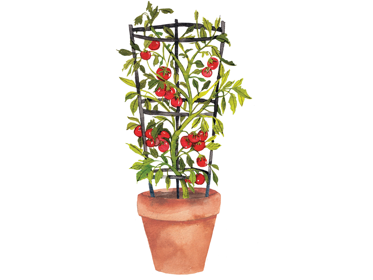 An illustration of a tomato plant growing in a terracotta pot against a white background.