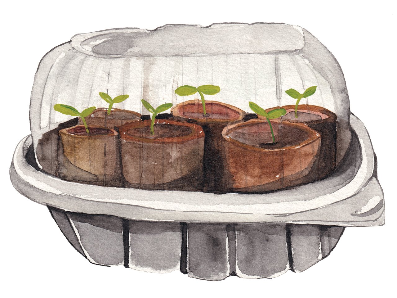 An illustration of a rotisserie chicken container with seedling pots inside against a white background.